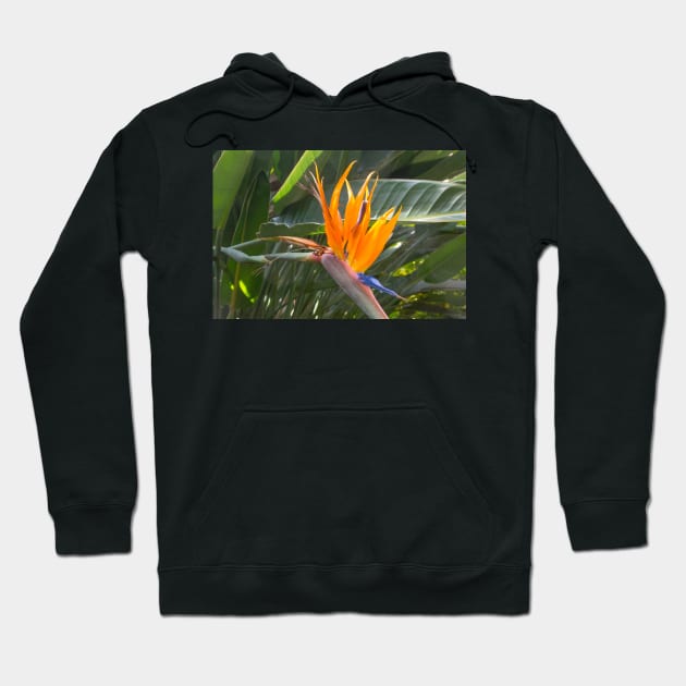 Bird of Paradise Hoodie by Imagery